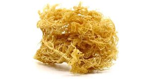 Fruit Pectin