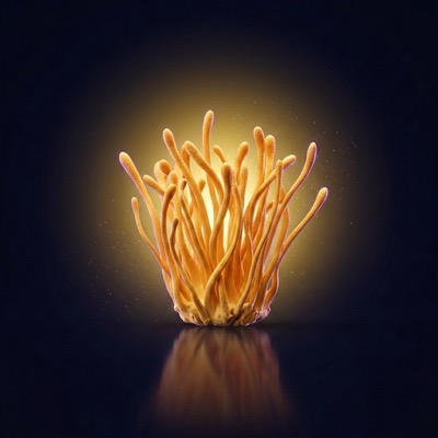 Cordyceps